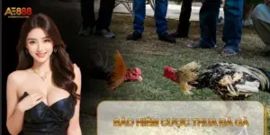 Bảo Hiểm Cược Thua Đá Gà – Giải Pháp Giữ Vốn Hiệu Quả