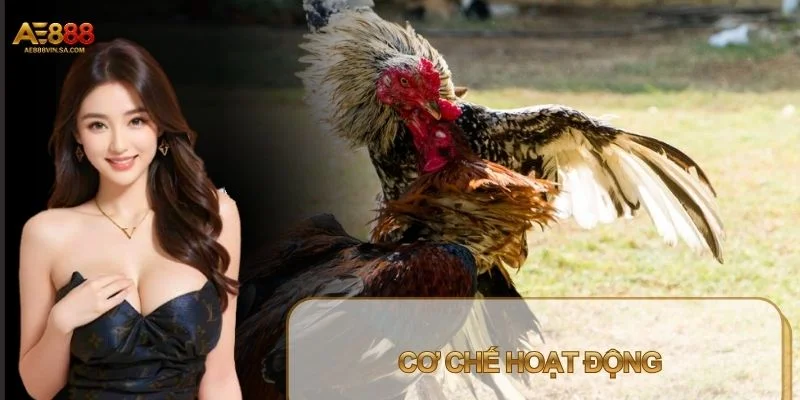 Bảo hiểm cược thua đá gà giải bài toán rủi ro cho bet thủ