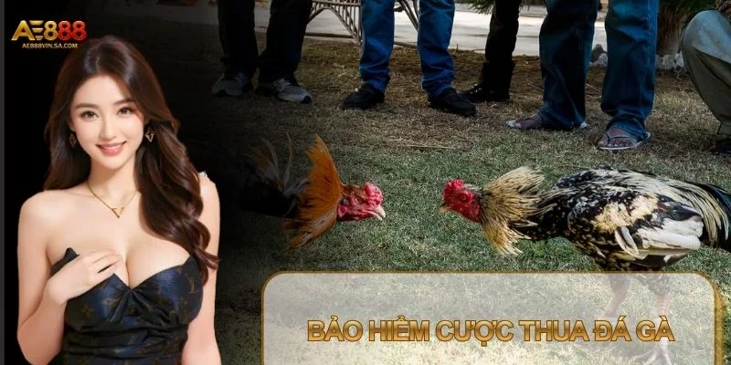Bảo Hiểm Cược Thua Đá Gà – Giải Pháp Giữ Vốn Hiệu Quả