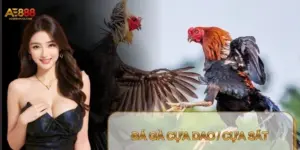 Đá Gà Cựa Dao / Cựa Sắt – Trải Nghiệm Kịch Tính Nhất