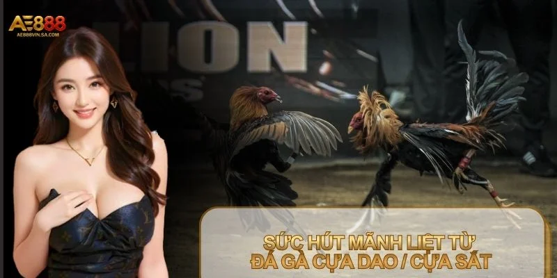 Đá gà cựa dao / Cựa sắt là hai hình thức được yêu thích