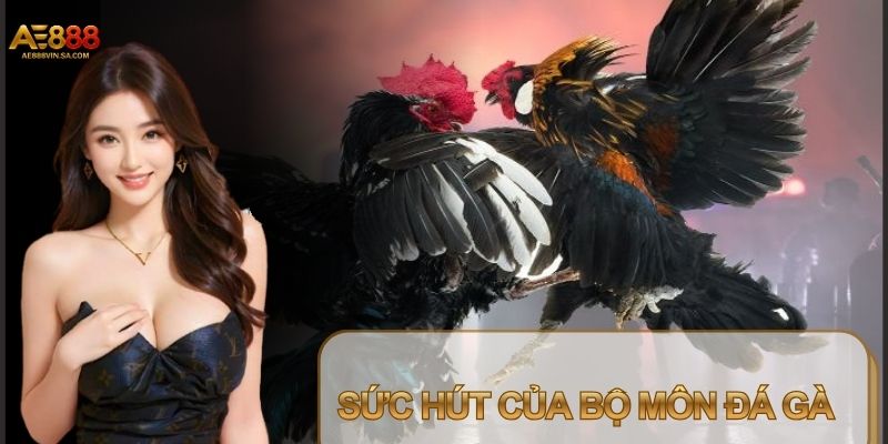 Đá gà là hình thức giải trí mang màu sắc truyền thống