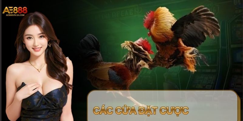 Người mới cần nghiên cứu kỹ các cửa cược trước khi chơi